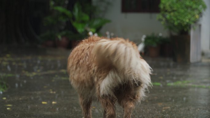 在前后院雨中行走的金毛猎犬