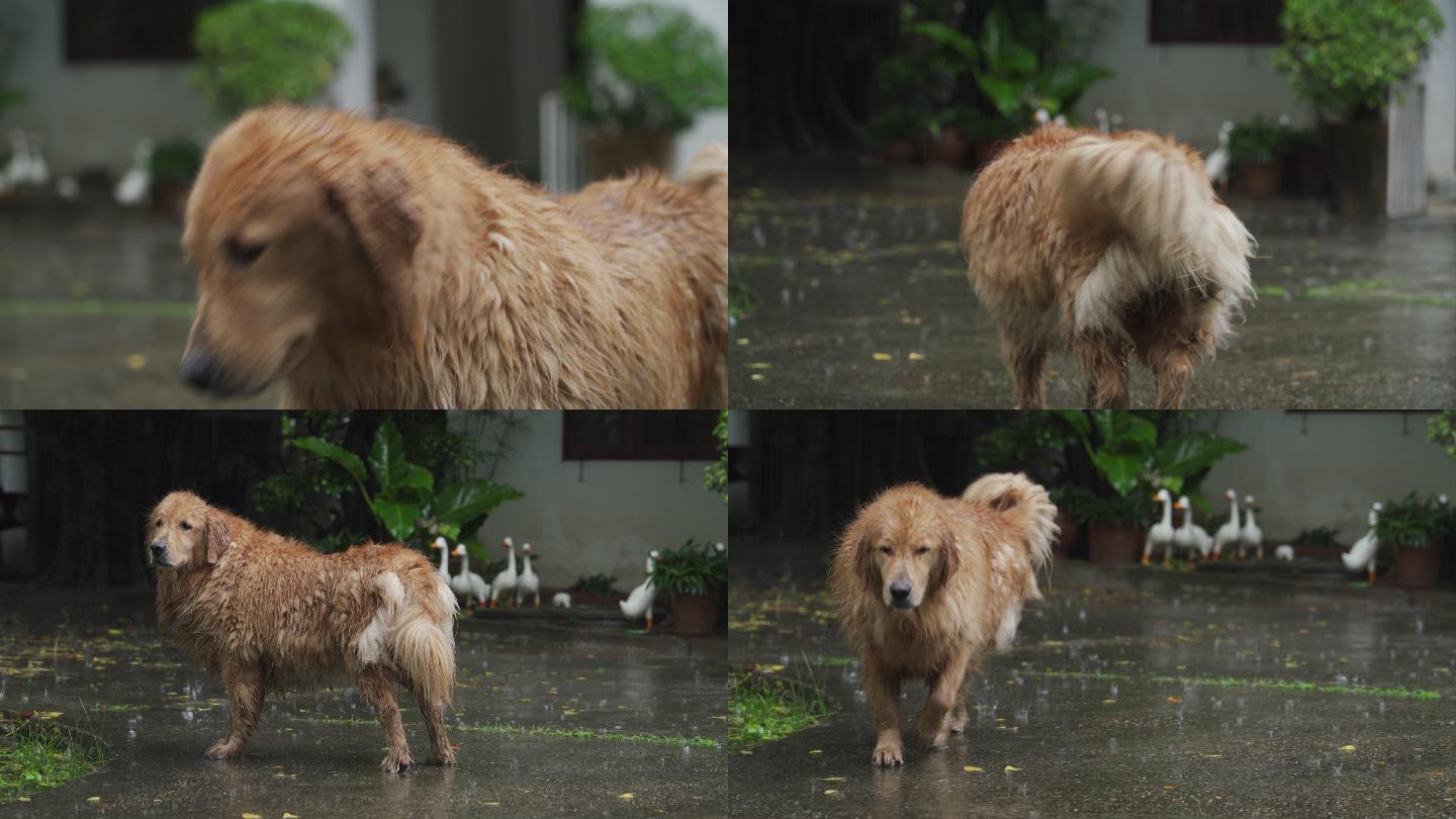 在前后院雨中行走的金毛猎犬