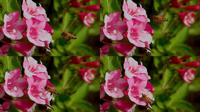 飞行中的蜜蜂慢动作