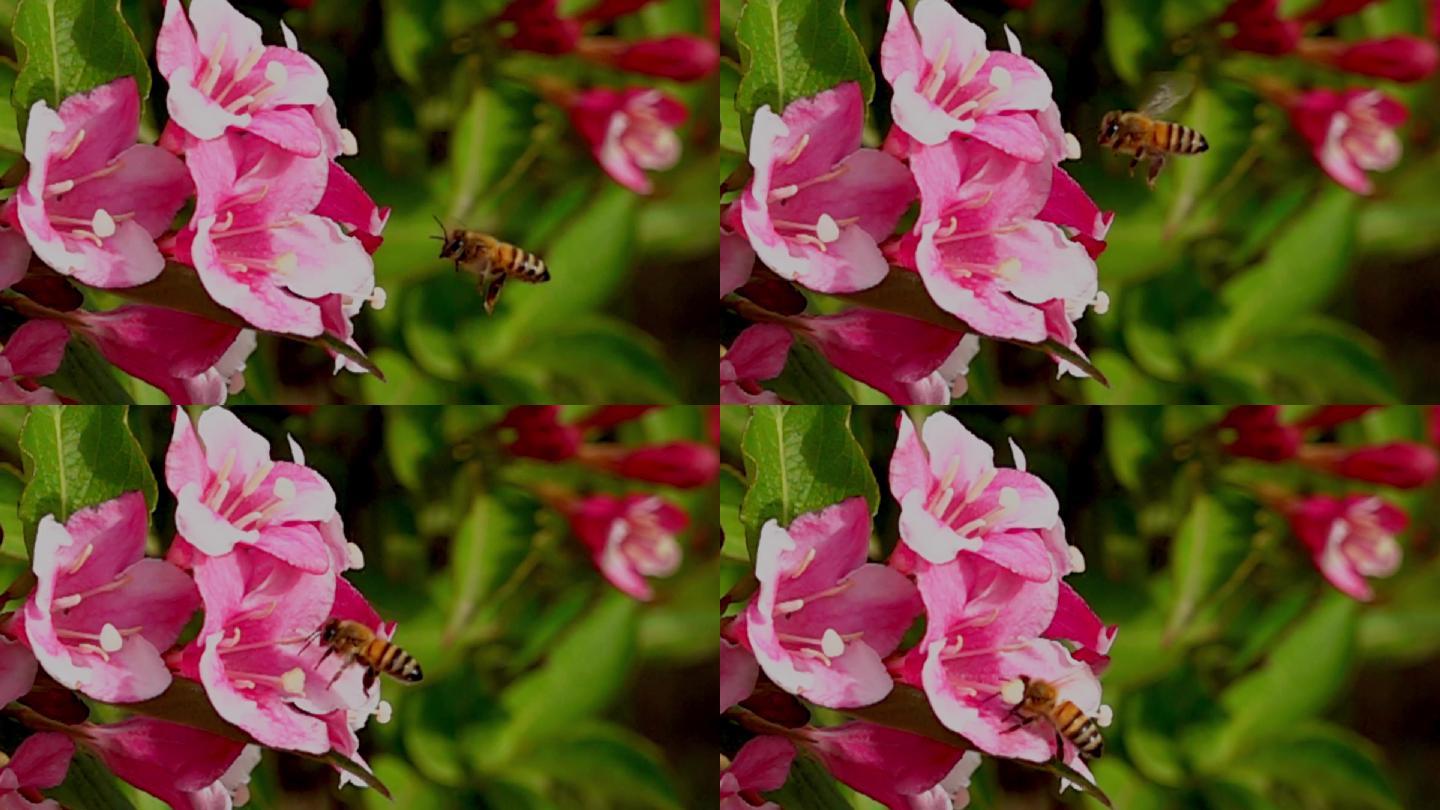 飞行中的蜜蜂慢动作