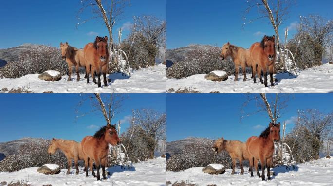 川西雪域高原散养枣红马雪地里温顺的马