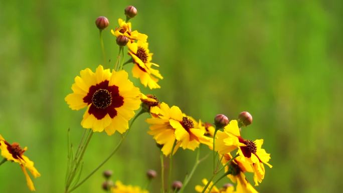 菊花、黑心菊花、花儿开放、花朵特写 01