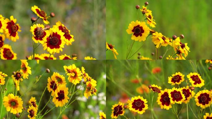 菊花、黑心菊花、花儿开放、花朵特写 01