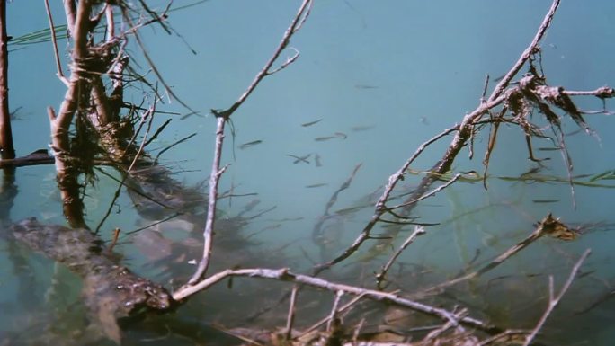 小鱼。小鱼仔湖泊生态湿地公园小鱼儿游动