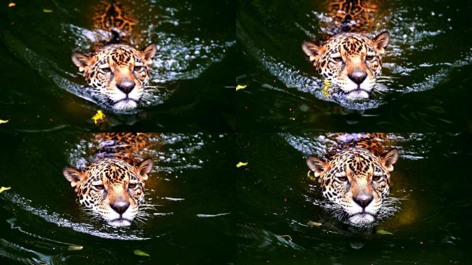 美洲虎在池塘里嬉戏和游泳