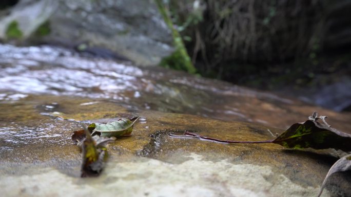 【4K】户外山间树叶野草植物