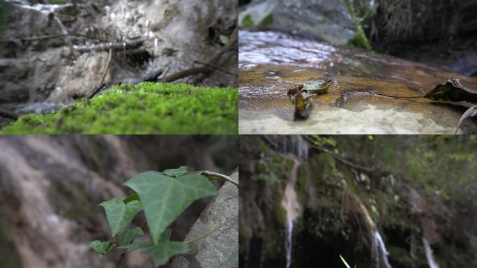 【4K】户外山间树叶野草植物