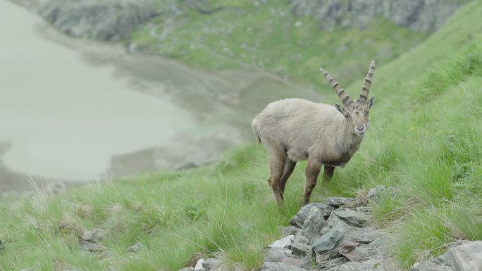 雌性山山羊放牧（野山羊）-背景是一个山湖