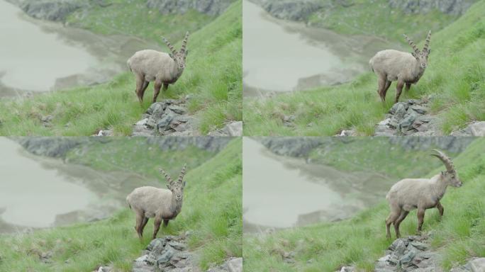 雌性山山羊放牧（野山羊）-背景是一个山湖