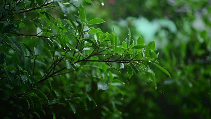 雨季的雨滴和树叶雨滴森林早晨