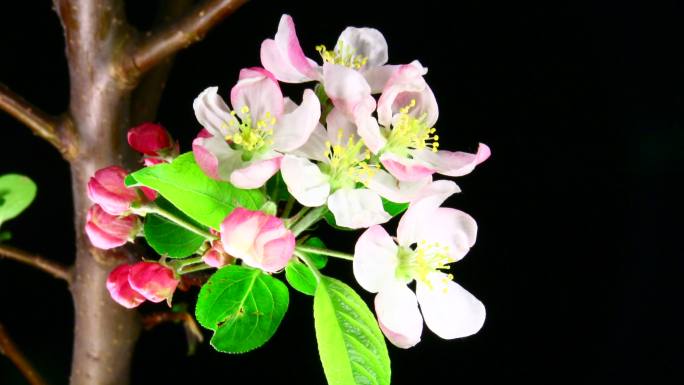 苹果树开花花海春天百花绽放唯美樱花植物