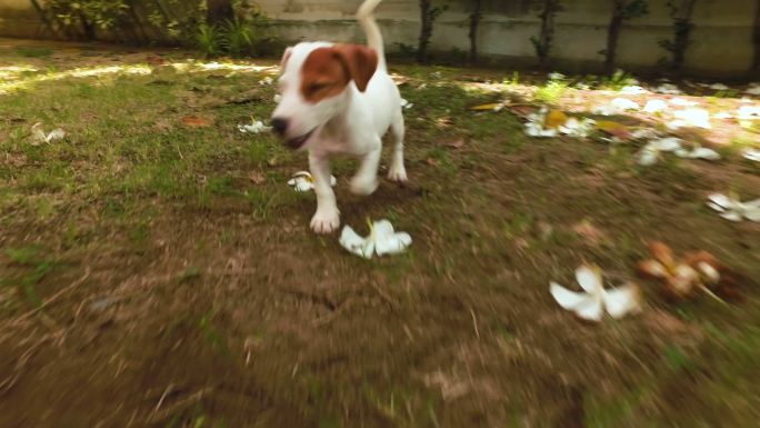 猎犬奔跑着宠物狗和狗玩带狗散步