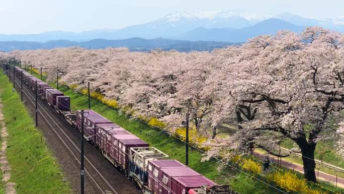 樱花树下的火车风景