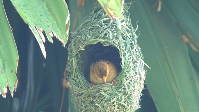鸟巢中的鸟动物野生动物棕榈树