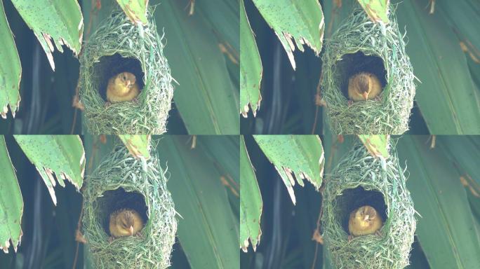 鸟巢中的鸟动物野生动物棕榈树