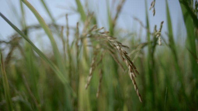 柬埔寨农村农田里的水稻