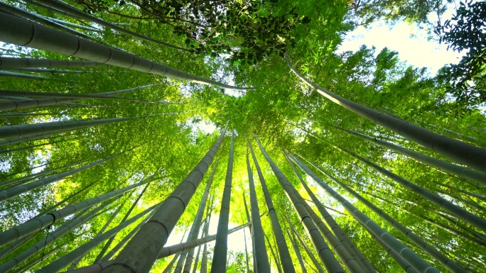 阳光下的竹林竹子仰拍生态环境