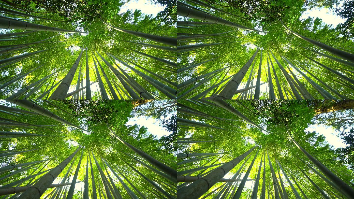 阳光下的竹林竹子仰拍生态环境