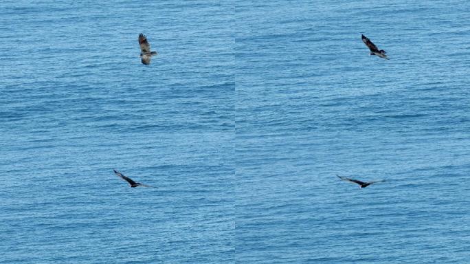 秃鹰秃鹫飞翔海洋鸟类自由翱翔
