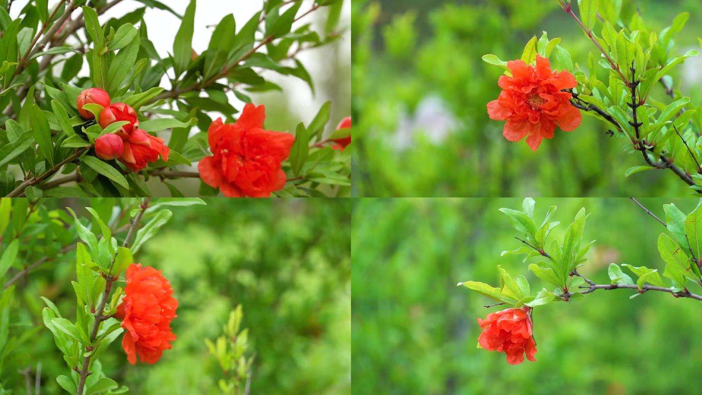 石榴花,花兒開放,花朵特寫_02_1920x1080_高清視頻素材下載(編號:7002