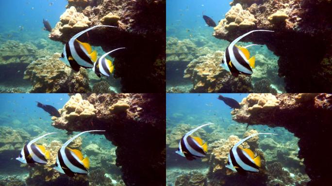 珊瑚礁是地球上最复杂的生态系统之一