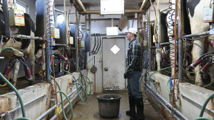 使用奶牛自动挤奶机的农民
