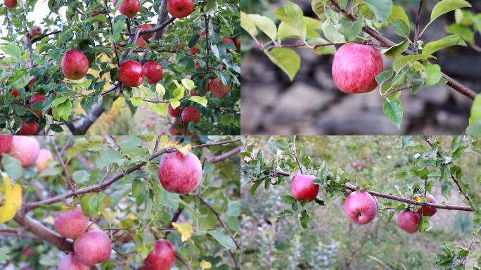 川西高原小金苹果农庄树上的红苹果苹果树