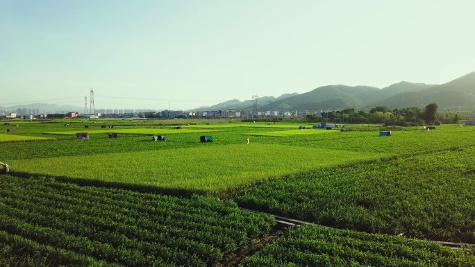 航拍广西茉莉花茶园