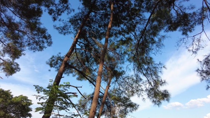 阳光 松树 树林