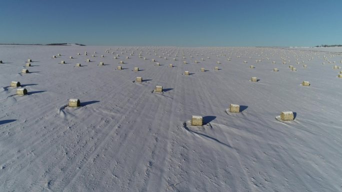 北方大雪覆盖的玉米地里打完捆的玉米秸秆