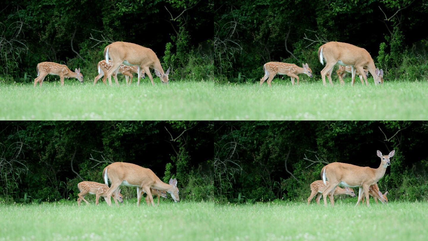 白尾鹿仙鹿吃草小崽子草地树林空境