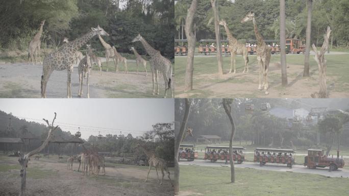 广州长隆野生动物园 长颈鹿 缆车