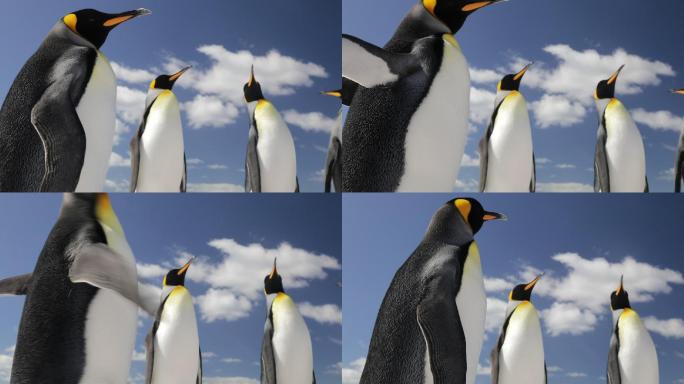 一群企鹅特写镜头企鹅特写拍摄高清升格慢动