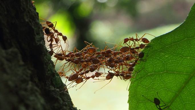 红蚂蚁动物世界蚂蚁窝大自然特写