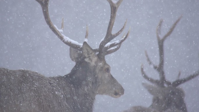红鹿特写镜头雪中麋鹿耐寒动物鹿角