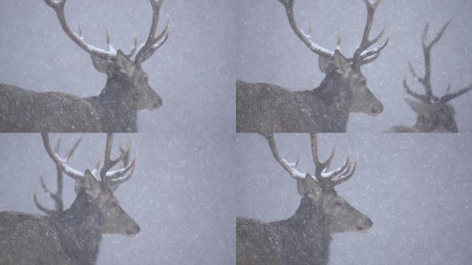 红鹿特写镜头雪中麋鹿耐寒动物鹿角