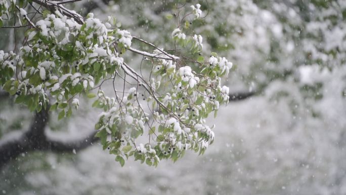 下雪飘雪循环素材