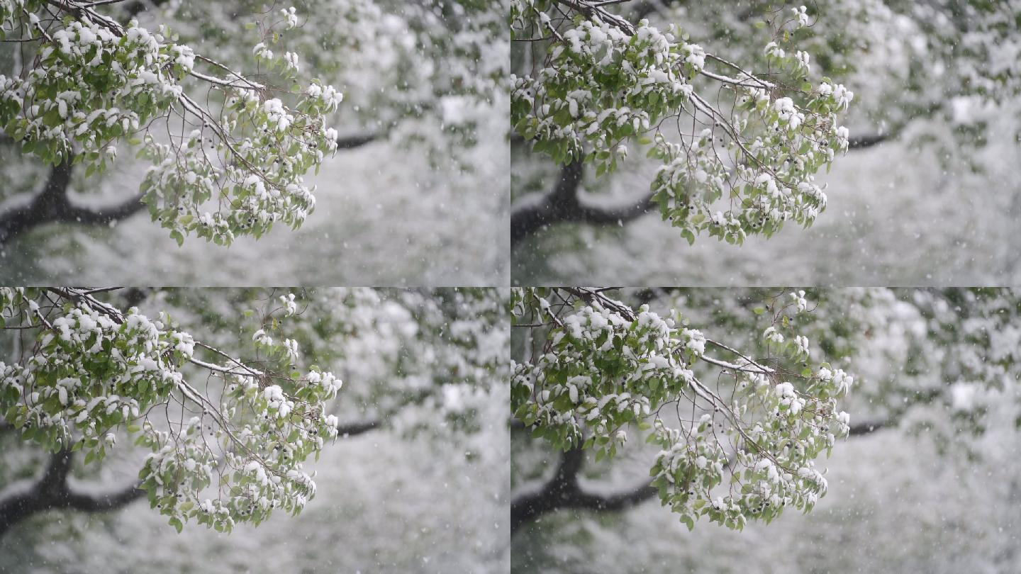 下雪飘雪循环素材