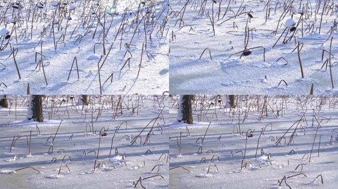 4K7条秋冬季冰雪上枯荷花素材