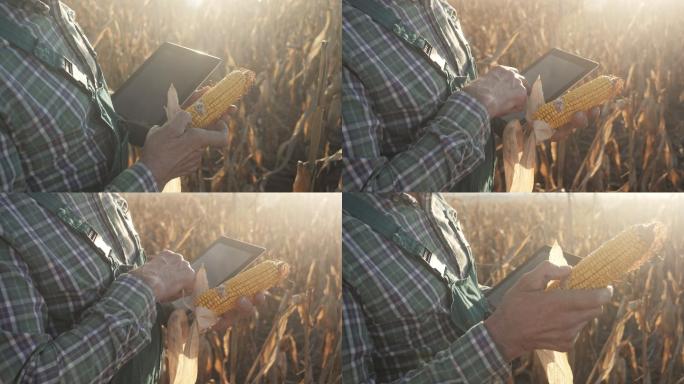 资深农民检查玉米芯质量