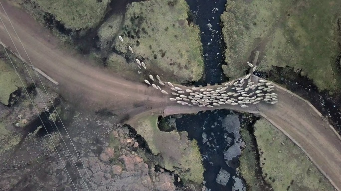 无人机拍摄的一群羊