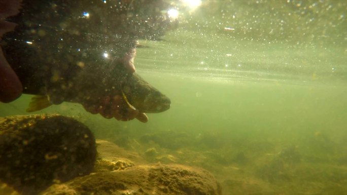 释放水下捕获的褐鳟鱼