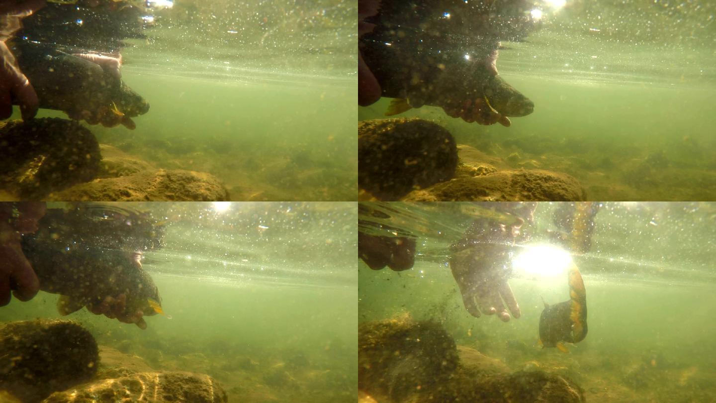 释放水下捕获的褐鳟鱼