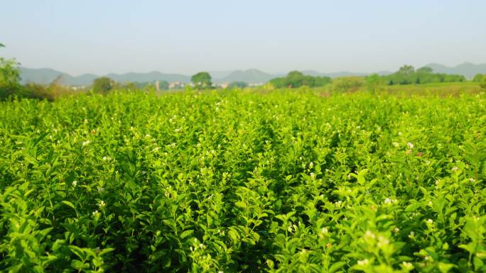 茉莉花茶叶茶园新茶春茶嫩芽特写