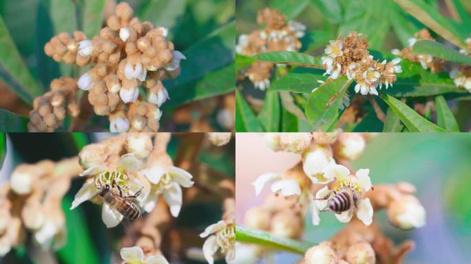 枇杷树枇杷花蜜蜂采集