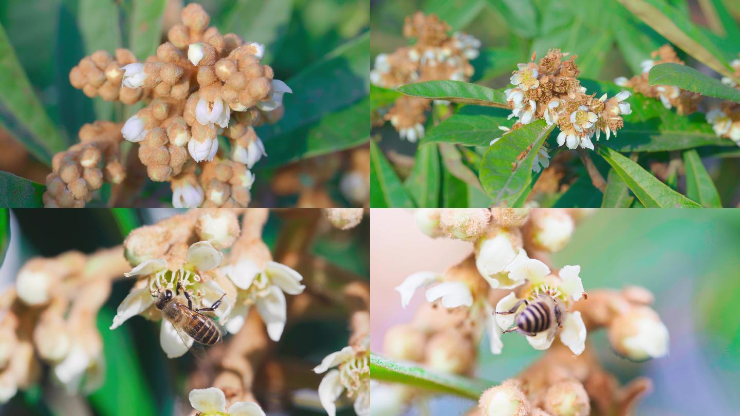 枇杷树枇杷花蜜蜂采集