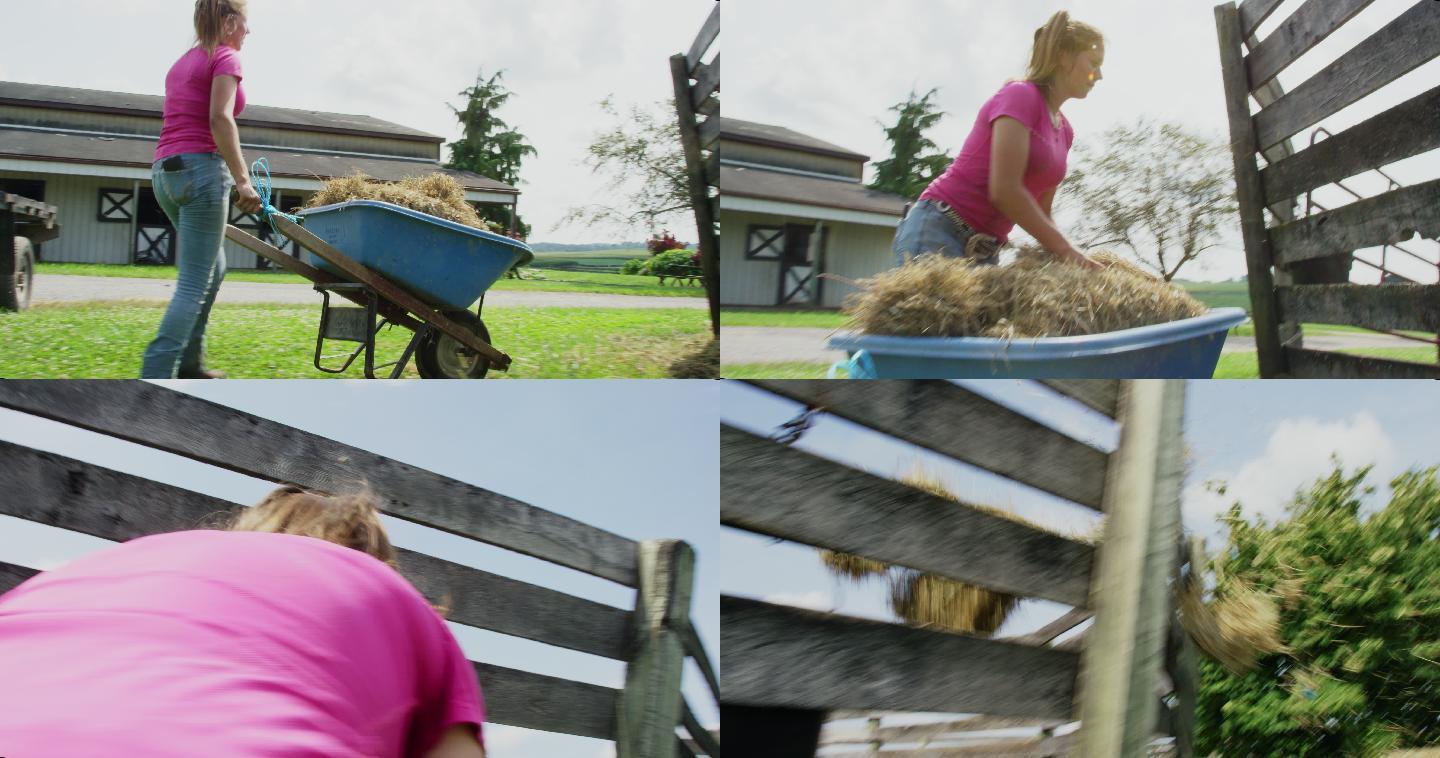妇女推着独轮车干草秸秆喂养牲口奶牛老外草