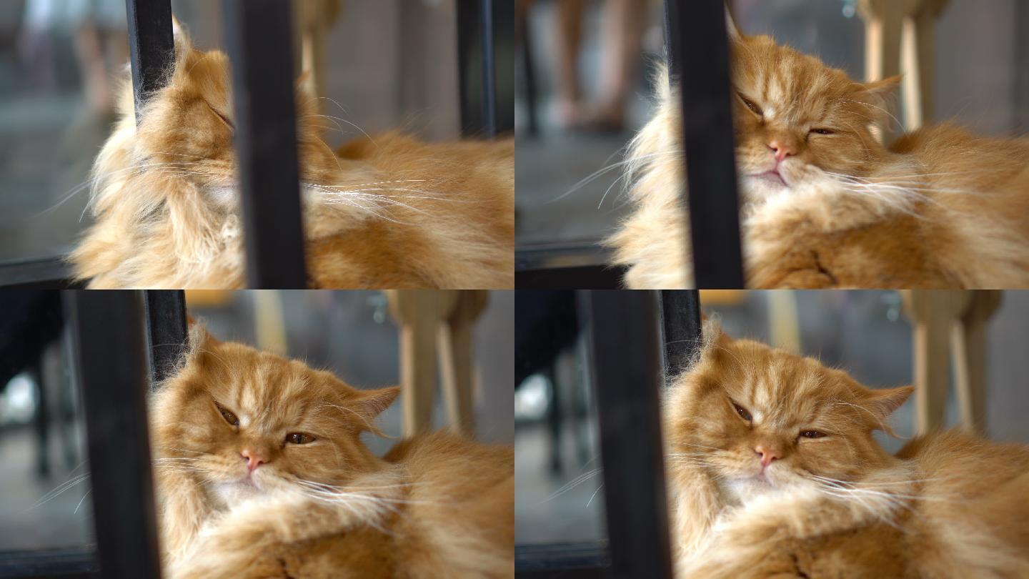 毛茸茸的猫在咖啡馆休息