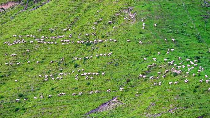 羊跑向谷仓。羔羊自然动物家族
