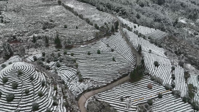 下雪过后的贵州茶山